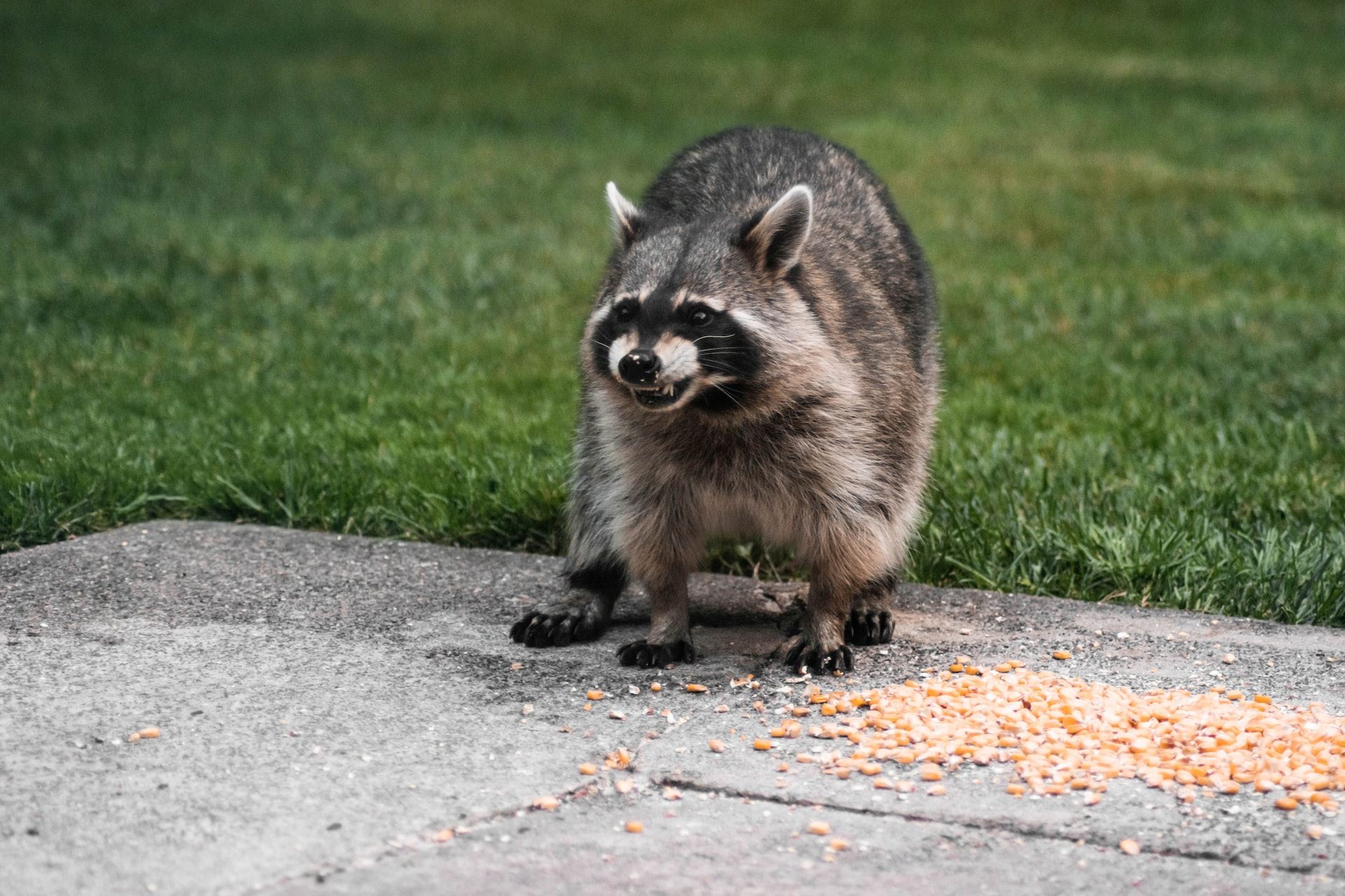 how to get rid of raccoons